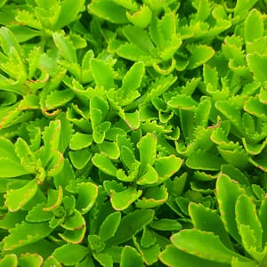 sedum-00006855-červenec