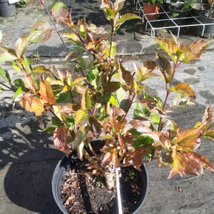 cornus-00003641-červen