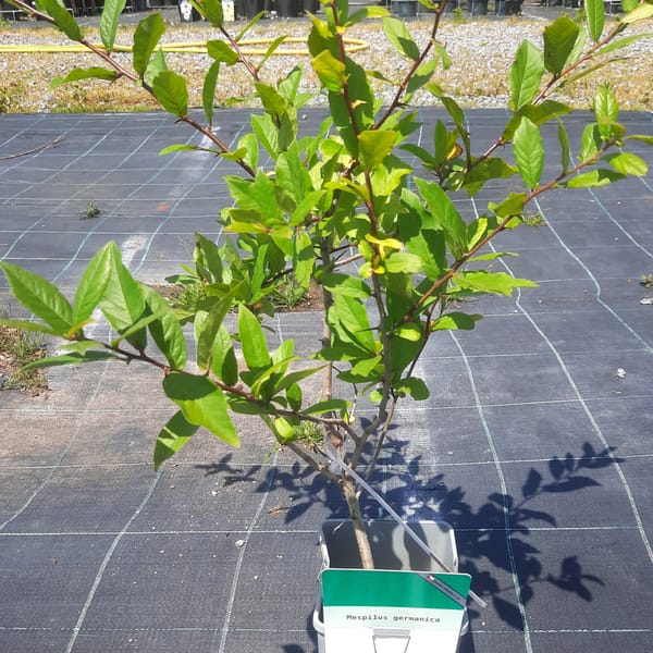 mespilus-00007036-červen