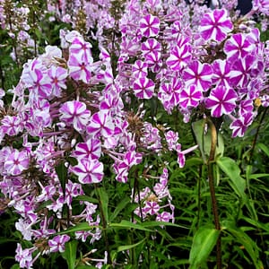 phlox-00006785-červenec
