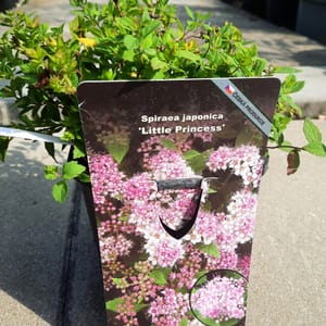 spiraea-00007050-červen