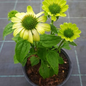 echinacea-00006646-červenec