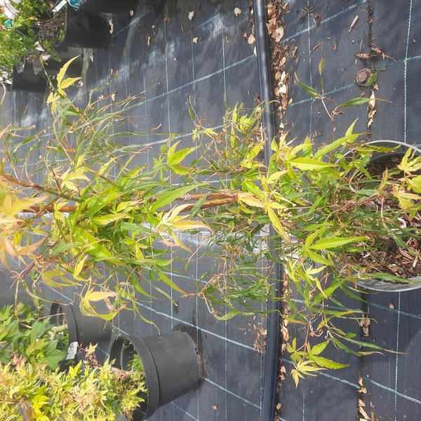 acer-00005167-červen