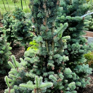 abies-00005617-červen