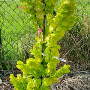 ulmus-00005769-červen