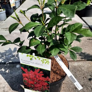 euonymus-00007664-červen