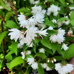 deutzia-00007145-červen