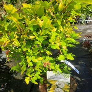 physocarpus-00007079-červen