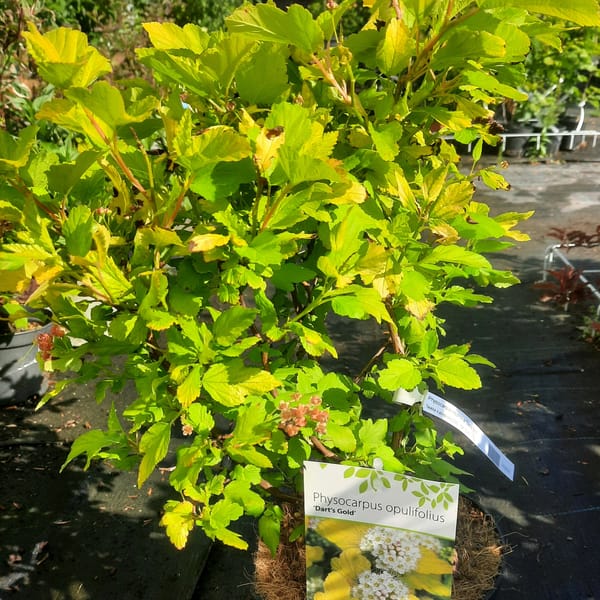 physocarpus-00007079-červen
