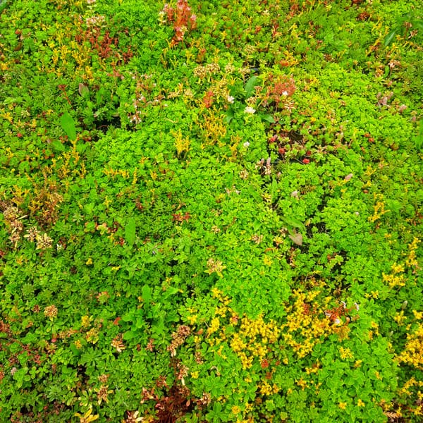 sedum-00006855-červenec