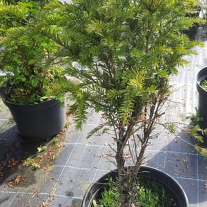 taxus-00003841-červen