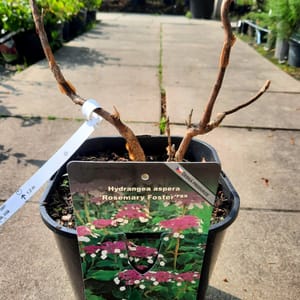 hydrangea-00007069-červen