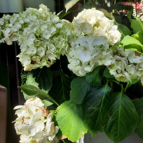 hydrangea-00007345-červen