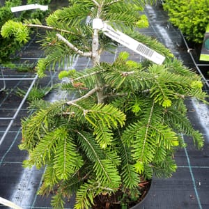 abies-00007030-červen