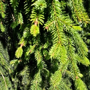 picea-00003757-červen