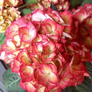 hydrangea-00007658-červen