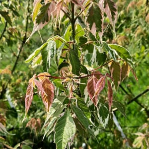 acer-00007670-červen