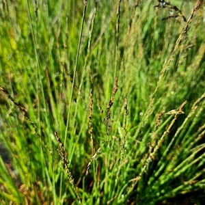 molinia-00006944-červenec