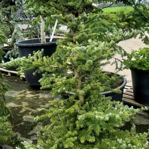 abies-00003099-červen