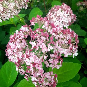 hydrangea-00007297-červenec