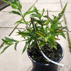 buddleja-00007509-červen