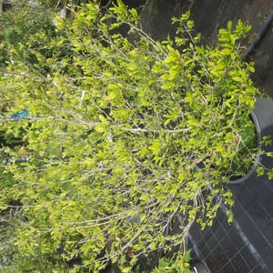 magnolia-00003349-červen