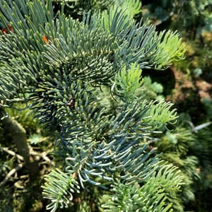 abies-00003360-červen