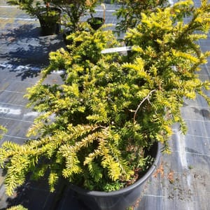 taxus-00003956-červen