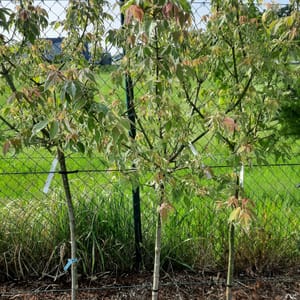 acer-00007670-červen