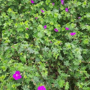 geranium-00006673-červenec