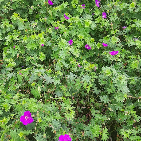 geranium-00006673-červenec