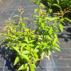 spiraea-00007450-červen
