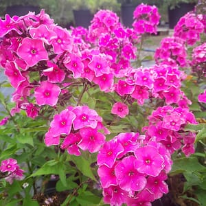 phlox-00006792-červenec