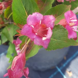weigela-00006205-červen