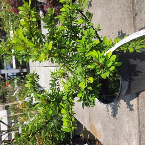 berberis-00003425-červen