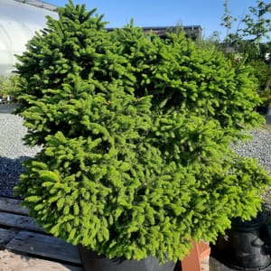 picea-00003752-červen