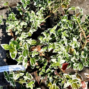 euonymus-00007582-červen