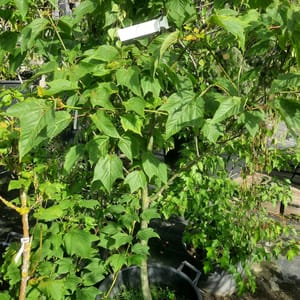 acer-00003496-červen