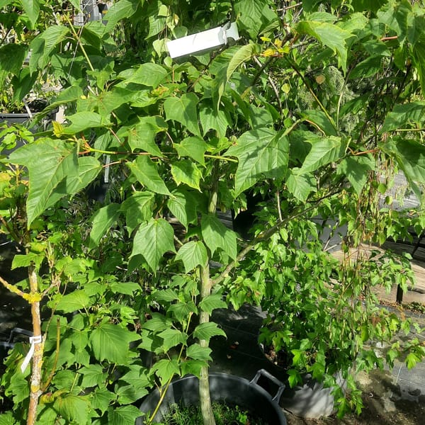 acer-00003496-červen