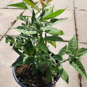 buddleja-00007510-červen