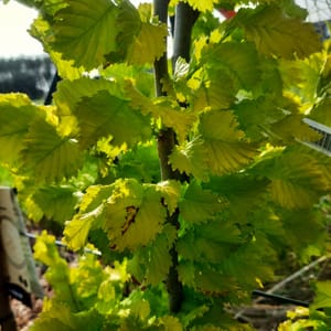 ulmus-00005769-červen