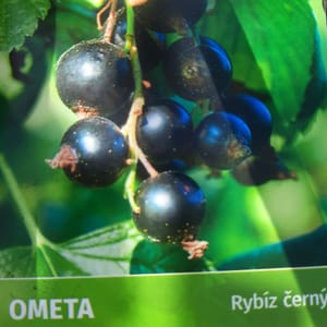 ribes-00006418-červen