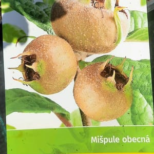 mespilus-00007036-červen
