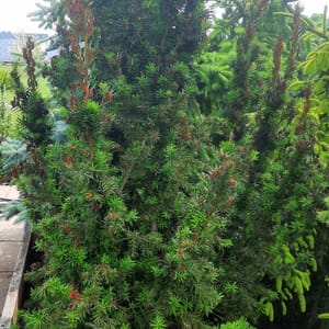 taxus-00003014-červen