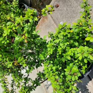 berberis-00003441-červen