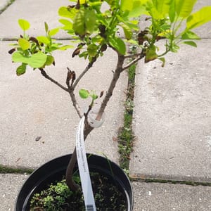 cotinus-00005545-červen