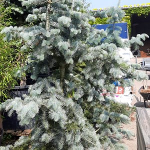 abies-00003360-červen