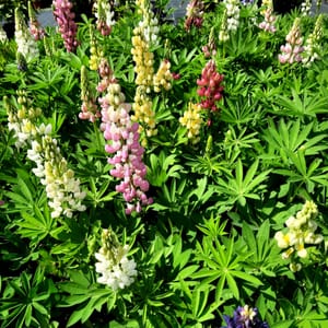 lupinus-00006751-červenec