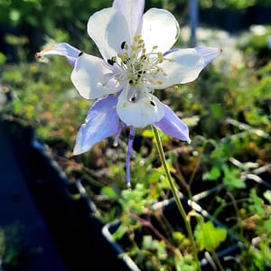 aquilegia-00006579-červenec