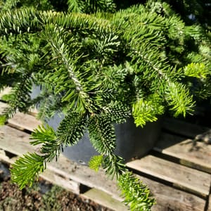abies-00005631-červen